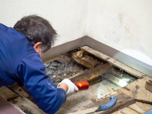 Phoenix, OR Mold Removal Company