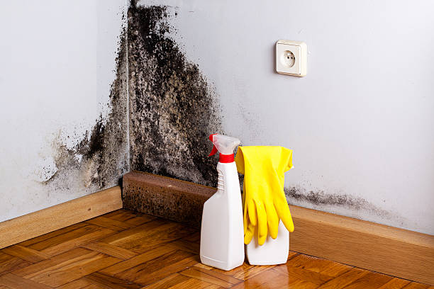 Best Crawl Space Mold Removal  in Phoenix, OR